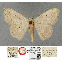 /filer/webapps/moths/media/images/E/eucentra_Scopula_STM_BMNHa.jpg