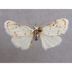 /filer/webapps/moths/media/images/Y/yaseminae_Cyana_PT_Baron_01.jpg