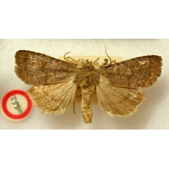 /filer/webapps/moths/media/images/P/pallicornis_Athetis_HT_BMNH.jpg