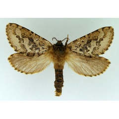 /filer/webapps/moths/media/images/P/plurimaculata_Metahepialus_AF_TMSA.jpg