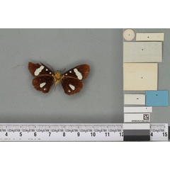 /filer/webapps/moths/media/images/C/camilla_Rothia_HT_BMNHb.jpg