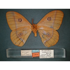 /filer/webapps/moths/media/images/L/lueboensis_Bunaeopsis_HT_RMCA_02.jpg