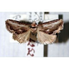/filer/webapps/moths/media/images/S/sublota_Paracaroides_A_MNHN.jpg