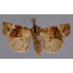 /filer/webapps/moths/media/images/E/ethiopica_Elyptron_A_RMCA_01.jpg