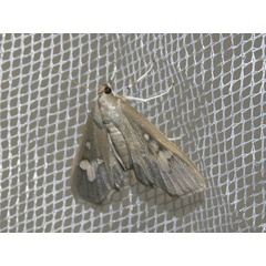 /filer/webapps/moths/media/images/D/dariusalis_Eporidia_A_Goff_02.jpg