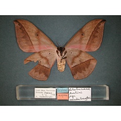 /filer/webapps/moths/media/images/V/vandenberghei_Lobobunaea_AT_RMCA_02.jpg