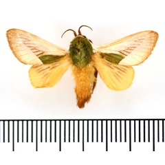 /filer/webapps/moths/media/images/C/cineracea_Latoia_AM_BMNH_03.jpg