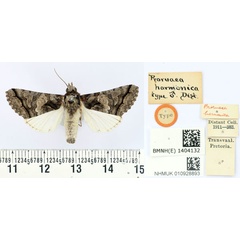 /filer/webapps/moths/media/images/H/harmonica_Proruaca_HT_BMNH.jpg