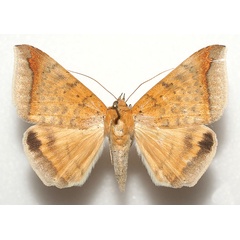 /filer/webapps/moths/media/images/A/albitermia_Achaea_A_Legrain.jpg