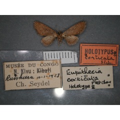 /filer/webapps/moths/media/images/C/corticata_Eupithecia_HT_RMCA_01.jpg