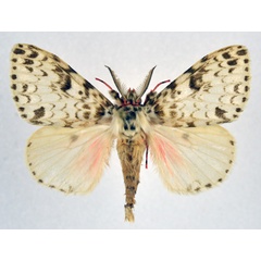 /filer/webapps/moths/media/images/M/microcyma_Lymantria_AM_NHMO.jpg