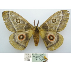 /filer/webapps/moths/media/images/B/bomfordi_Bunaeopsis_PTM_NHMUKa.jpg