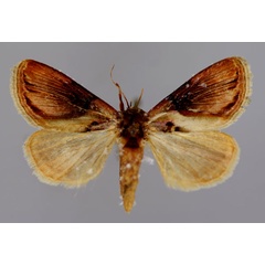 /filer/webapps/moths/media/images/G/gloriosa_Acontia_A_RMCA_01.jpg