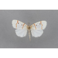 /filer/webapps/moths/media/images/R/rubristriga_Cyana_A_BMNH.jpg