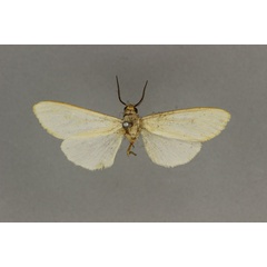 /filer/webapps/moths/media/images/A/aureacosta_Estigmene_HT_BMNH.jpg