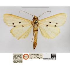 /filer/webapps/moths/media/images/Q/quadripuncta_Mimasura_HT_NHMUK.jpg