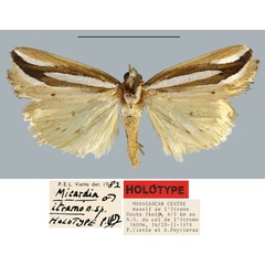 /filer/webapps/moths/media/images/I/itremo_Micardia_HT_MNHN.jpg