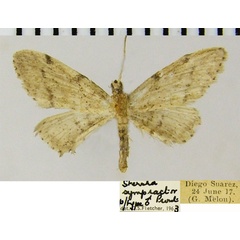 /filer/webapps/moths/media/images/S/sympractor_Idaea_PTM_ZSMa.jpg