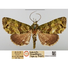/filer/webapps/moths/media/images/B/bryochlora_Labanda_HT_NHMUK.jpg