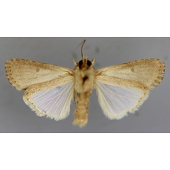 /filer/webapps/moths/media/images/C/cilium_Spodoptera_A_RMCA_02.jpg