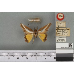 /filer/webapps/moths/media/images/L/laeta_Musurgina_HT_BMNHa.jpg