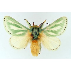 /filer/webapps/moths/media/images/A/albiramosa_Coenobasis_AM_TMSA.jpg