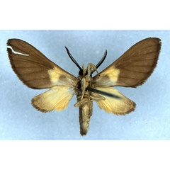 /filer/webapps/moths/media/images/D/deannulata_Anapisa_ST_BMNH_02.jpg