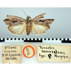 /filer/webapps/moths/media/images/C/connectens_Tarache_HT_BMNH.jpg