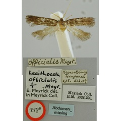 /filer/webapps/moths/media/images/O/officialis_Lecithocera_HT_BMNH.jpg
