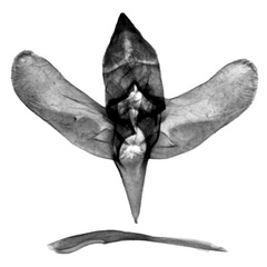 /filer/webapps/moths/media/images/P/prozorovi_Davidlivingstonia_GMHT_BMNH.jpg