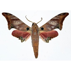 /filer/webapps/moths/media/images/H/hollandi_Avinoffia_A_Poirier_01.jpg