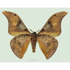 /filer/webapps/moths/media/images/P/perfulvastra_Dogoia_AM_Basquin_01b.jpg