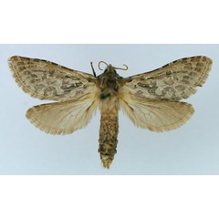 /filer/webapps/moths/media/images/X/xenoctenis_Metahepialus_AF_TMSA.jpg