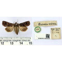 /filer/webapps/moths/media/images/F/ficita_Hadena_HT_BMNH.jpg