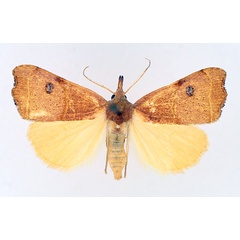 /filer/webapps/moths/media/images/P/phalaeniformis_Hondryches_AF_TMSA_02.jpg