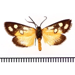 /filer/webapps/moths/media/images/K/kenyensis_Caffricola_AM_BMNH.jpg