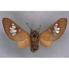 /filer/webapps/moths/media/images/L/longimaculata_Balacra_HT_ZMHB_01.jpg