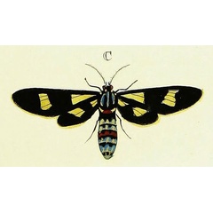 /filer/webapps/moths/media/images/S/sperchius_Euchromia_Cramer2_146_C.jpg