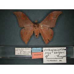 /filer/webapps/moths/media/images/B/bergeri_Orthogonioptilum_HT_RMCA_02.jpg