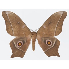 /filer/webapps/moths/media/images/E/epimethea_Imbrasia_AM_Basquin_02.jpg