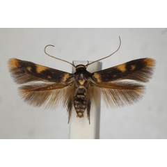 /filer/webapps/moths/media/images/L/lychnacma_Stathmopoda_A_BMNH.jpg