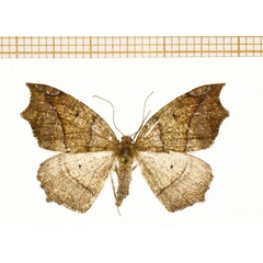/filer/webapps/moths/media/images/F/fimosa_Epigynopteryx_AF_DePrins.jpg