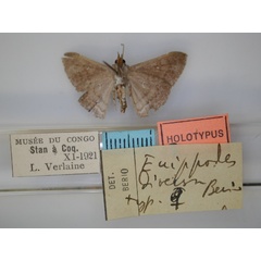 /filer/webapps/moths/media/images/D/diversa_Euippodes_HT_RMCA_02.jpg