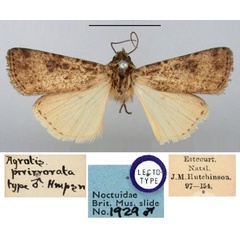 /filer/webapps/moths/media/images/P/perirrorata_Agrotis_LT_BMNH.jpg