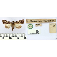 /filer/webapps/moths/media/images/P/praetermissa_Dianthaecia_HT_BMNH.jpg