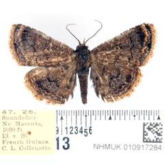 /filer/webapps/moths/media/images/T/tenebrosa_Eutermina_AM_BMNH.jpg