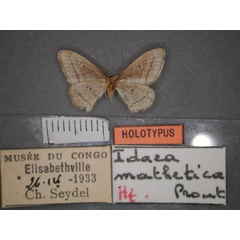 /filer/webapps/moths/media/images/M/mathetica_Idaea_HT_RMCA_02.jpg