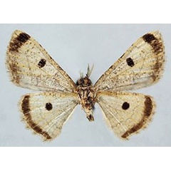 /filer/webapps/moths/media/images/M/marginata_Orbamia_PTM_ZSMb.jpg