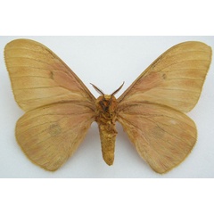 /filer/webapps/moths/media/images/R/rendalli_Nudaurelia_HT_NHMUKb.jpg