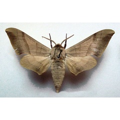 /filer/webapps/moths/media/images/S/subviridis_Pseudoclanis_AM_Basquin.jpg